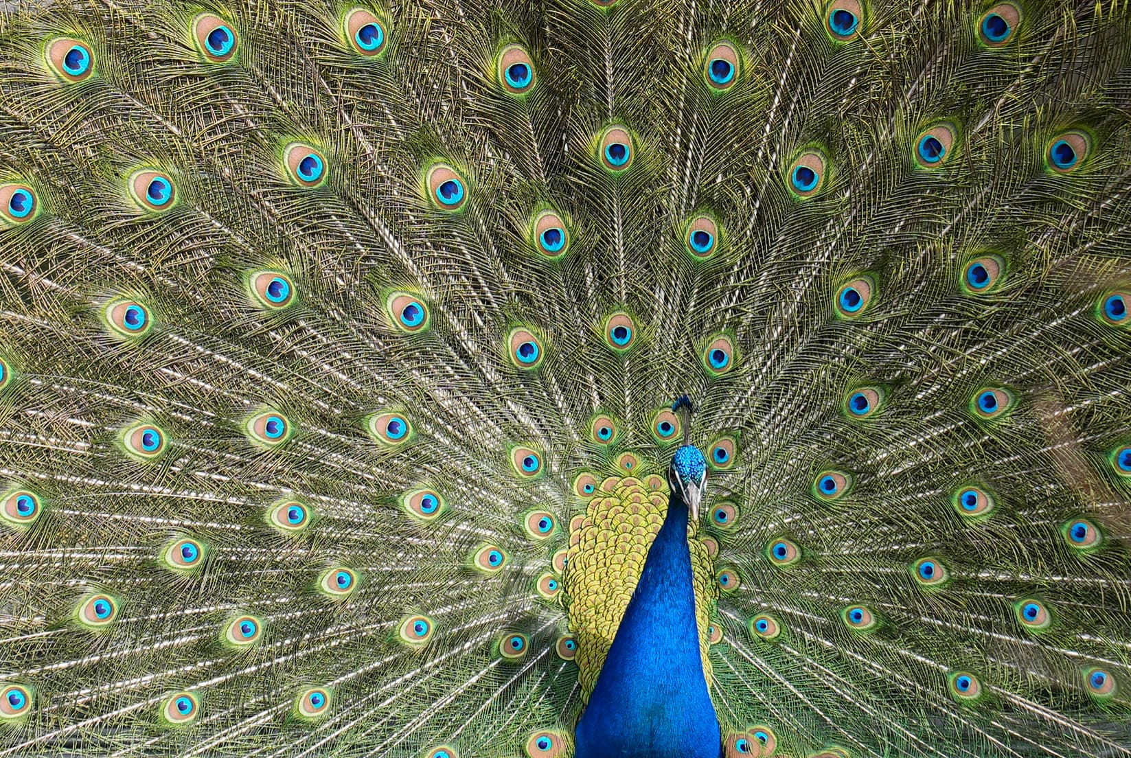 Peacock