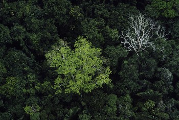 Más de seis millones de km², repartidos entre nueve países, conforman la Amazonia, el bosque tropical más grande del mundo y uno de los puntos de equilibrio vitales del ecosistema de nuestro planeta. Pero la deforestación está poniendo en peligro esta gran reserva natural.