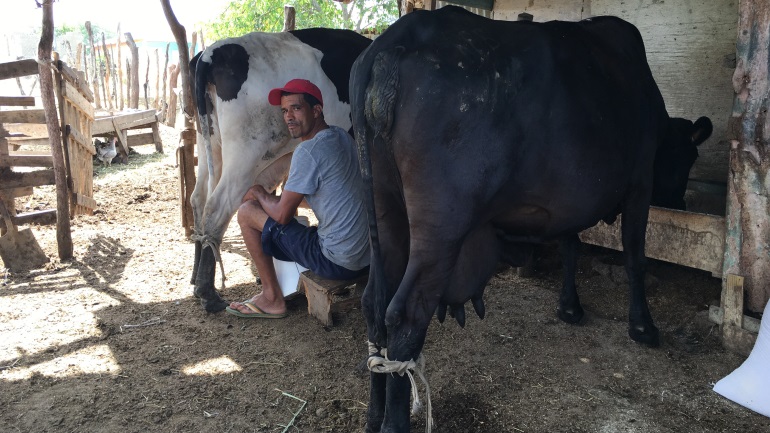 Agricultor ordeñando vaca