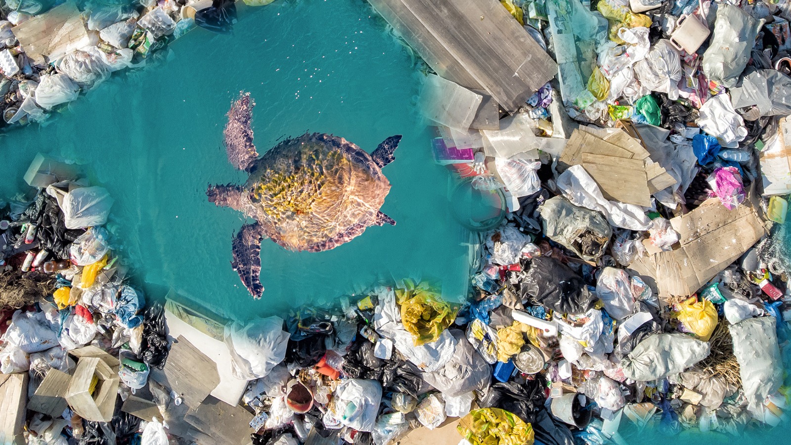 foto de una tortuga rodeada de plásticos