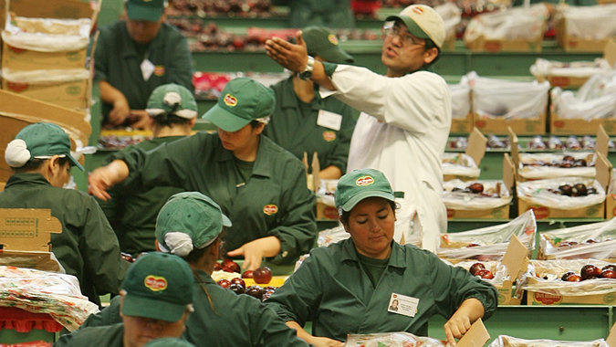 Image of workers at a fruit packing factory