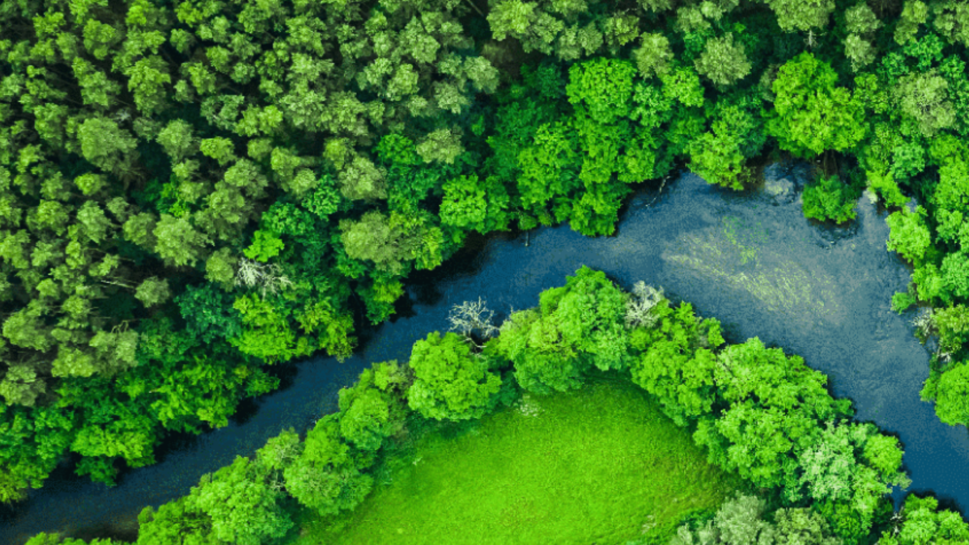 Vista panorámica de una selva frondosa atravezada por un río