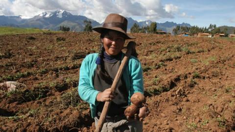 Una campesina sonríe hoy, 26 de marzo de 2008, en la comunidad de Huatata, a 50 kilómetros del Cuzco (Perú). El cambio climático amenaza a la biodiversidad de la papa, el tercer cultivo más consumido por la humanidad, ya que podrían desaparecer muchas de sus más de 5.000 variedades, alertó este miércoles, la comunidad científica en la ciudad peruana de Cuzco, donde se realiza la segunda jornada del foro La Ciencia de la Papa para los Pobres: Desafíos para el Nuevo Milenio