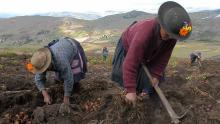 Mujeres rurales del Perú cosechan papas.