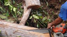 Photo of logging in a forest