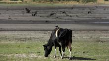 Livestock in Uruguay